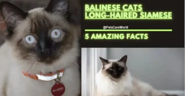 balinese cats