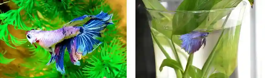 how to know if your betta fish is sad