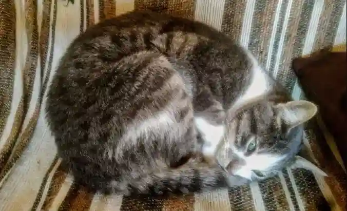 Cat Sleeping Fetal Position