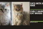 cats with wavy hair