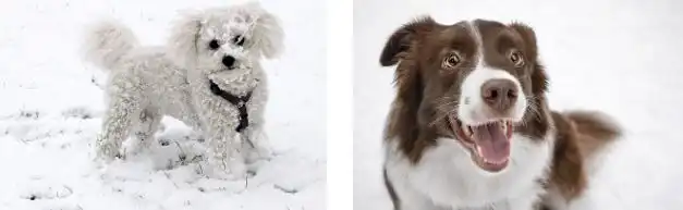 How to Walk a Dogs in Snow