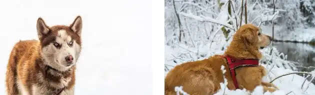 Dogs in snow: Dog Breed and Coat