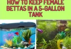 female Bettas in a 5 Gallon