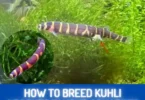 how to breed kuhli loaches