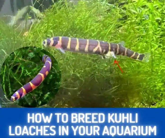 How To Breed Kuhli Loaches In Your Aquarium Complete Guide