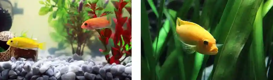 live plants in an aquarium