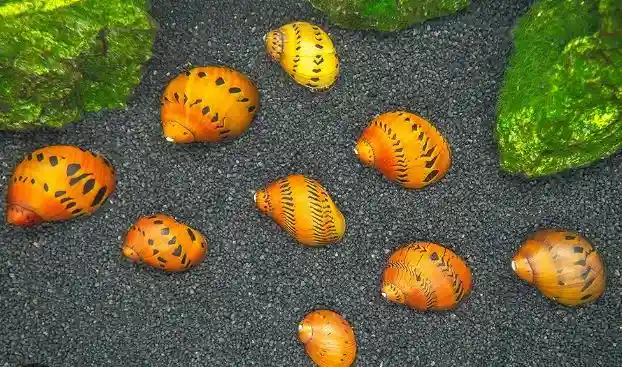 diseases of nerite snails