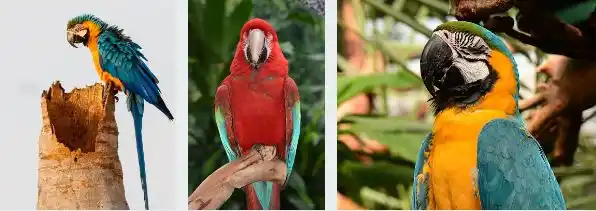 Importance of Sleep for Parrots