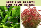 best live plants for neon tetras