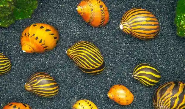 types of nerite snails