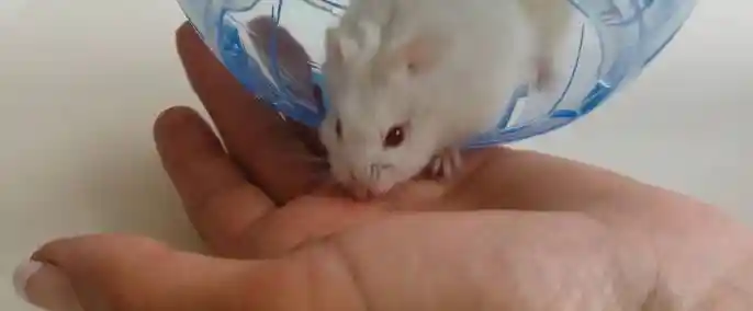 Do Hamster Bites Cause Infection