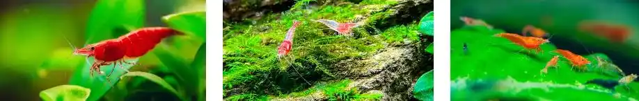 How Much to Feed Cherry Shrimp