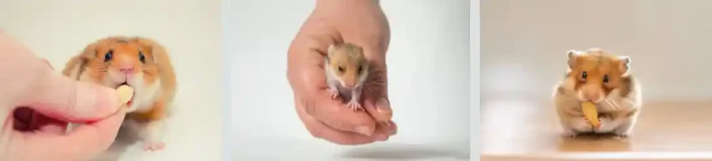 How to Recognize Hamster Bite Infection