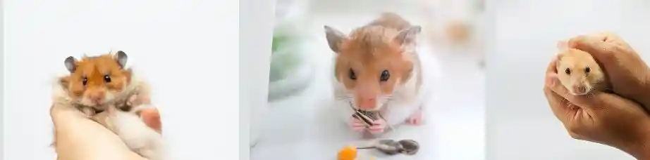 Treat Hamster Bite Infection