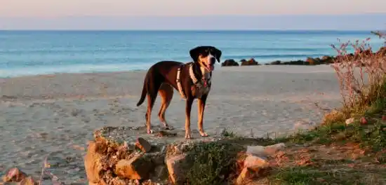 Best Pet Friendly Beaches in the World