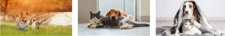 do dogs hate cats