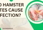 do hamster bite cause infection