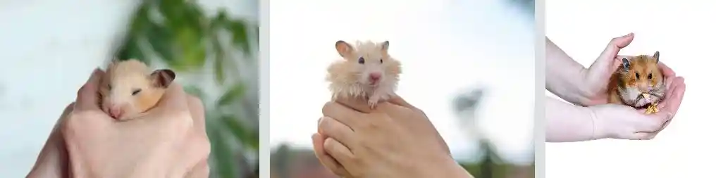 Prevent Hamster Bite