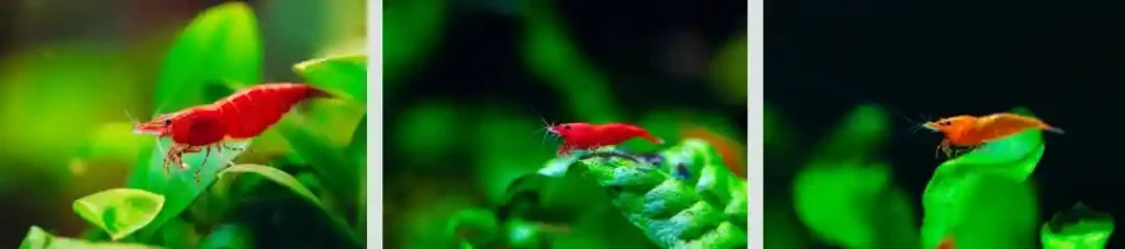 What to Feed Cherry Shrimp