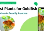 Plants for Goldfish