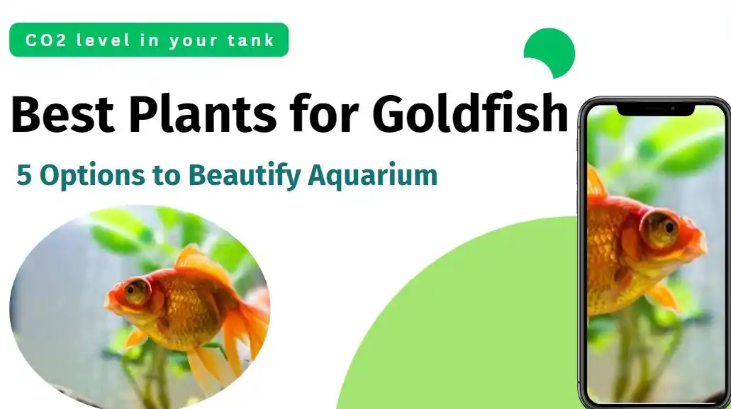 View of Best Plants for Goldfish: 5 Options to Beautify Aquarium