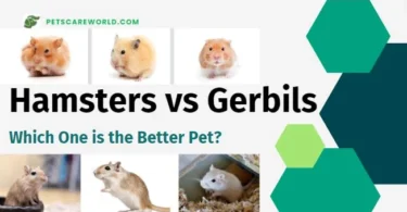 Hamsters vs Gerbils guide