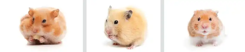 Hamster vs Gerbil