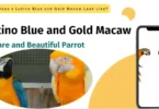 Lutino Blue and Gold Macaw