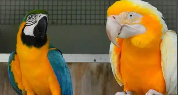 Lutino Blue and Gold Macaw