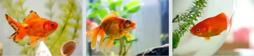 Best Plants for Goldfish