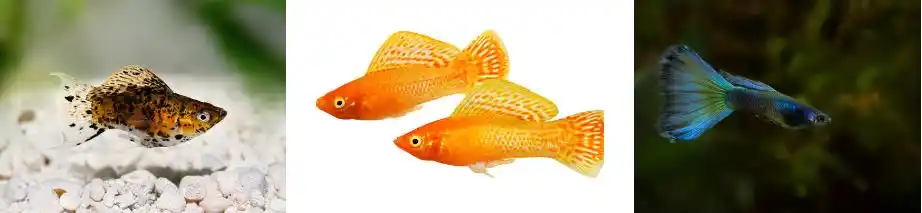 Poecilia as Aquarium Fish