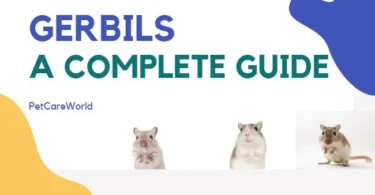 gerbils guide