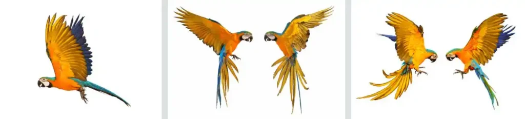 gold Macaw