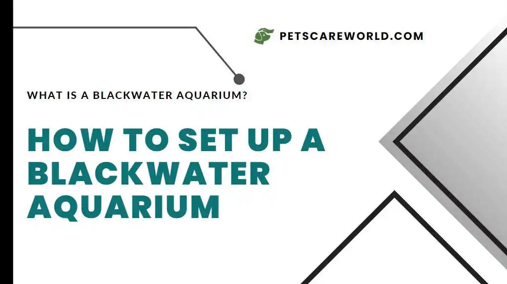 How to Set Up a Blackwater Aquarium: A Complete Guide