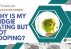 budgie constipation guide