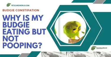budgie constipation guide
