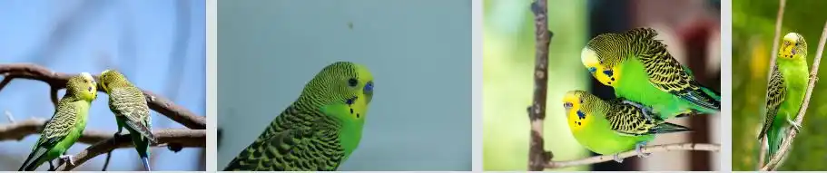 budgie constipation