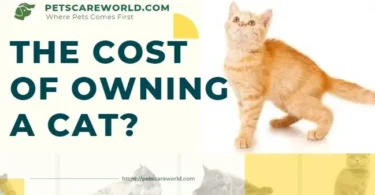 Cost of Owning a Cat in United States