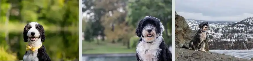 Cost of Owning a Portuguese Water Dog
