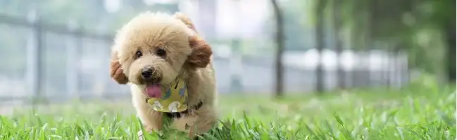 Toy Poodle dog