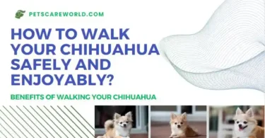 Walk Your Chihuahua dog