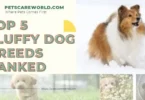 best Fluffy Dog Breeds