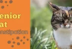 senior cat Constipation