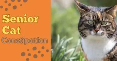 senior cat Constipation