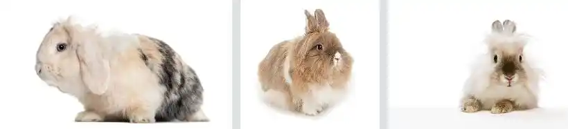 Angora Rabbit Diet