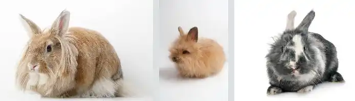 Angora Rabbit