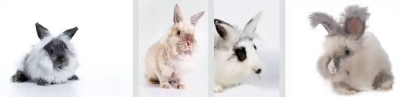 Angora Rabbits care