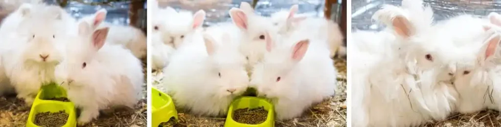 French Angora Rabbit