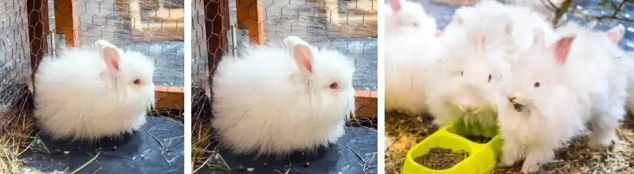 French Angora