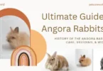 Angora Rabbits Guide